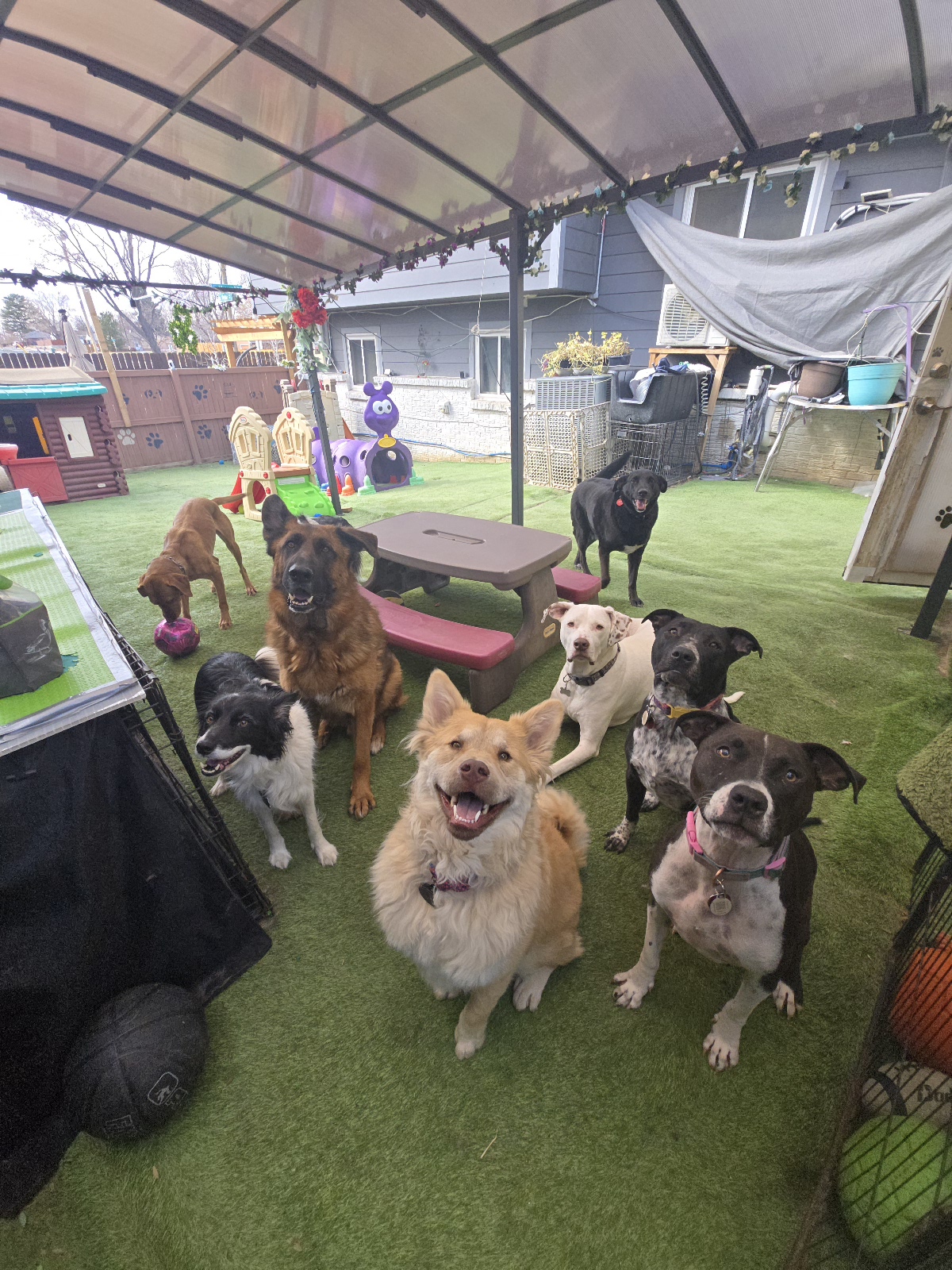 Rossys Pet care services