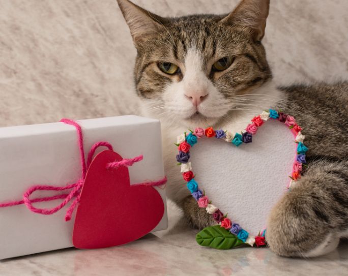 striped cat laying beside a Valentine's Day gift box