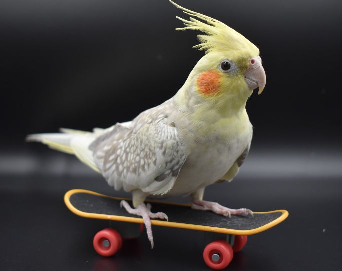 yellow, white and gray cockatiel riding a mini-skateboard