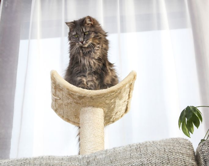 Gray long-haired cat on top of cat tree waiting for a treat