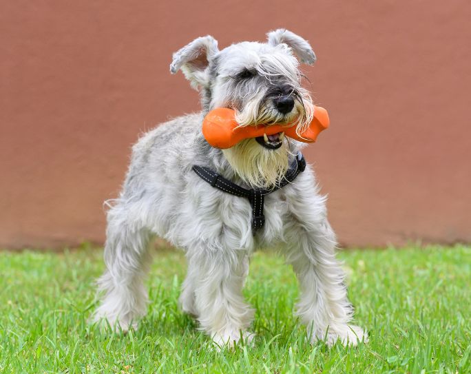 White schnauzer dog playing in backyard with orange dog toy