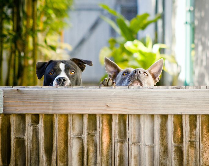 Two dogs peer over the top of a wooden fence in their backyard