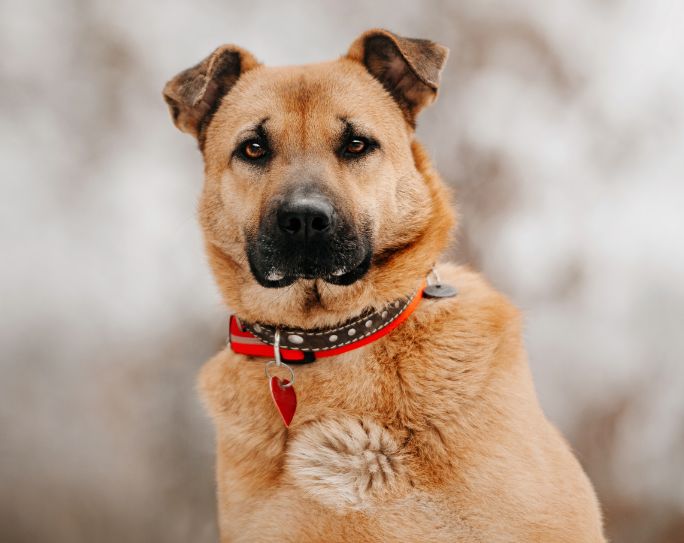 Large brown dog wearing a brown leather collar with a red ID tag