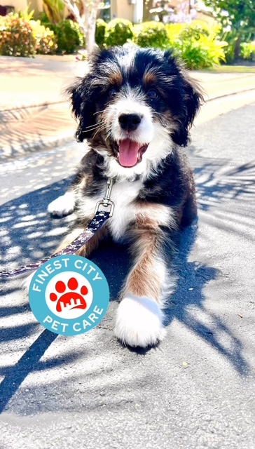 Finest City Pet Care