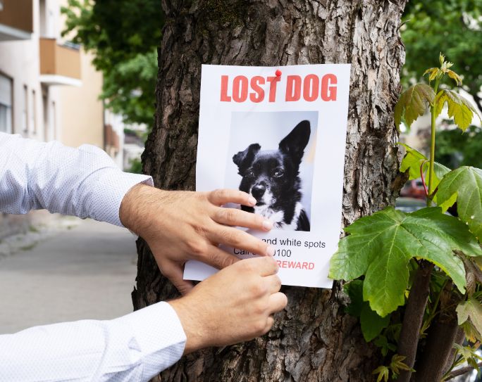 A pet sitter puts a lost dog sign on a tree after a pet escapes.