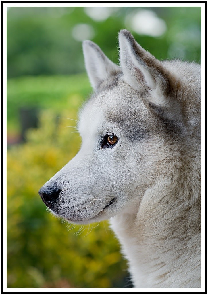 Wolf's Den Pet Sitters, LLC